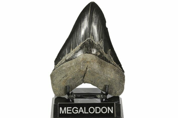 Serrated, Fossil Megalodon Tooth - Georgia #89792